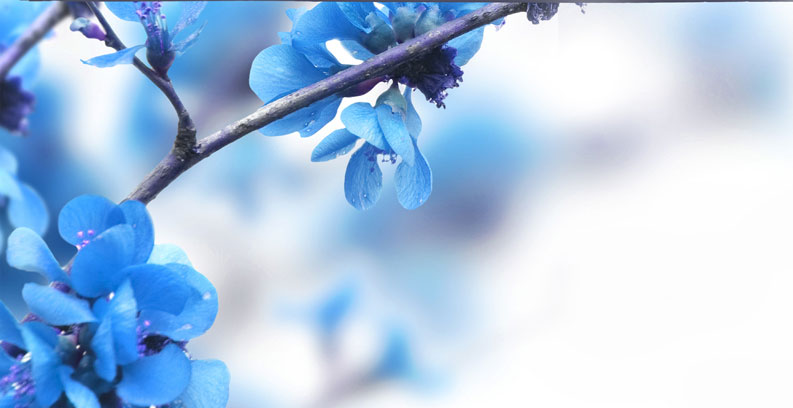 מרכז הסייקי שיאצו - בית ספר להכשרת מטפלים